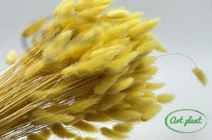 Lagurus vanilie