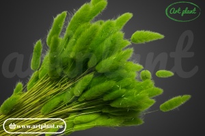 Lagurus verde chiaro ( G) - Img 1