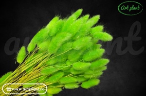 Lagurus verde deschis