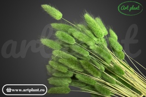 Lagurus verde inchis - Img 2