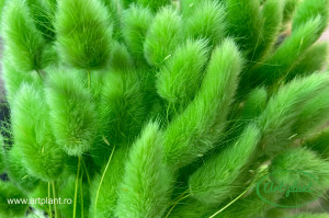 Lagurus verde neon - Img 2