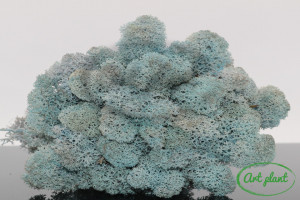 Licheni stabilizati Ice Blue - Img 2