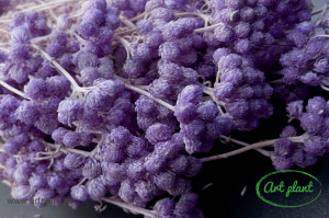 Lona uscata lavanda - Img 1