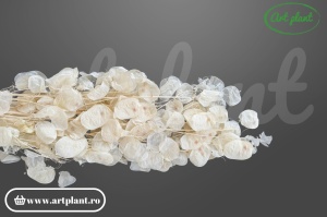 Lunaria uscată Alb/Crem