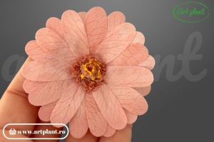 Margarete criogenate dusty pink
