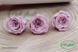Mini Austin Roses Sakura Pink - Img 1
