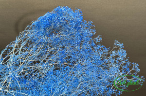Mini gypsophila blue - Img 2