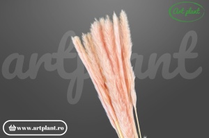Mini pampas roz
