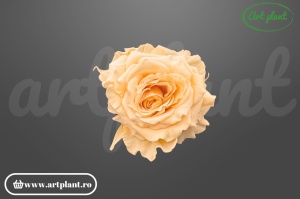 Mini Rose Romantic stabilizate peach