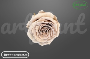 Mini roză stabilizată cappuccino Cho89 Ø 3 cm, producător Rose Amor Ecuador, Art Plant