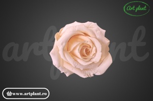 Mini Roze Peach Pea89