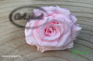 Mini Roze Roz Pin99
