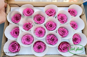 Mini Roze Roz Prafuit Vio02 - Img 2