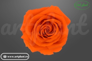 Mini Roze Warmi Portocaliu Ora02