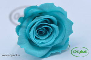 Mini Roze Warmi Turquoise Blu02 - Img 2