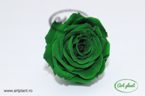 Mini Roze Warmi Verde Inchis Gre02
