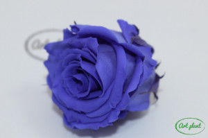 Mini Roze Warmi Violet Vio01 - Img 3