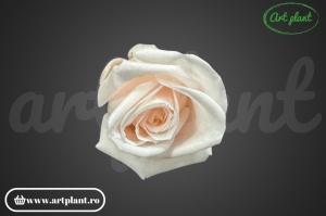 Miniroze Criogenate Pink Blush S - Img 1