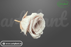 Miniroze Criogenate Vivian Beige S