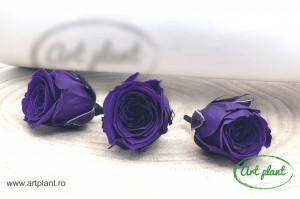 Miniroze Criogenate Vivian Purple S - Img 1