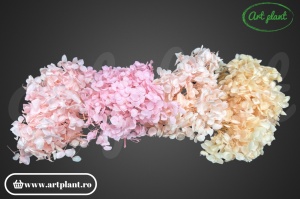 Mix Hortensie Stabilizată – cu 4 Culori - Img 1