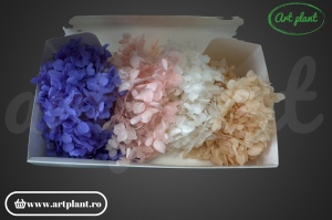 Mix Hortensie Stabilizată – cu 4 Culori - Img 2