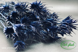 Nigella orientalis albastru inchis