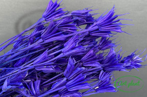 Nigella orientalis violet