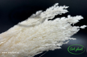 Pampas Eryanthus white
