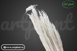 Pampas Piuma Alb (G)