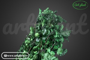 Pittosporum Criogenat