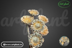Protea margareta natur frosted - Img 2