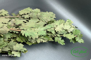 Ramuri Stejar Criogenate Verde - Img 1