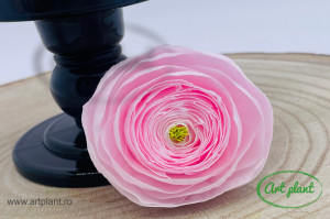 Ranunculus Criogenat Roz Pal Pin89 - Img 1