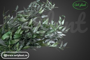 Ruscus italian stabilizat verde