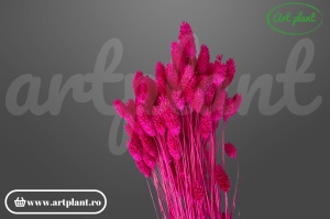 Talaris fuchsia inchis (G)