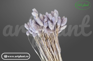 Talaris Lavanda Deschis