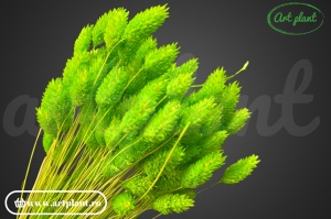 Talaris verde chiaro (G)