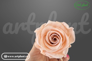 Trandafir criogenat Antique Pink XL
