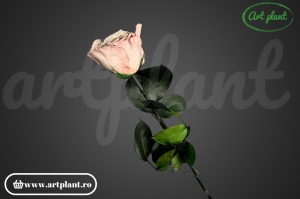 Trandafir criogenat Capucino Cho89 cu tijă, 30 cm - Img 3