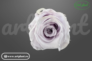 Trandafir criogenat Grey - Lila XL