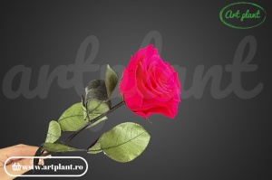 Trandafir criogenat Hot Pink Pin03 cu tijă, 30 cm - Img 2