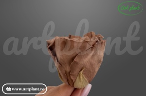 Trandafir Criogenat L Capucino Cho89