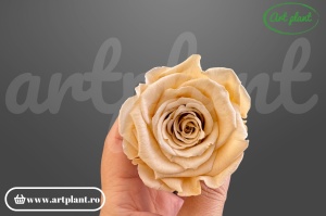 Trandafir Criogenat L Champagne CHA01