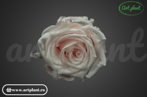Trandafir criogenat Pink Blush L - Img 3