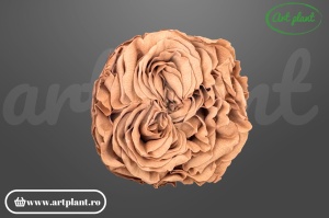 Trandafir criogenat Romantic latte