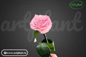 Trandafir criogenat Roz Bic08 cu tijă, 30 cm