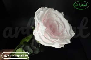Trandafir criogenat Roz Pal Pin89 cu tijă, 30 cm