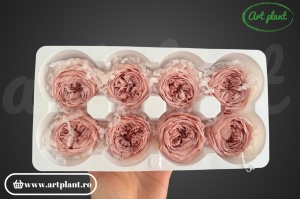 Trandafir englezesc criogenat misty rose - Img 2