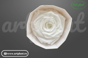 Trandafir criogenat 6cm Alb - Art Plant
